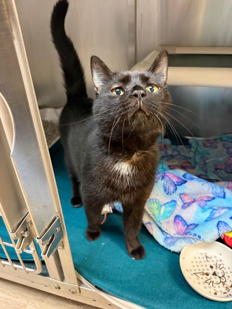 Edgar Allan Poe, Adoptable, Adult Male Domestic Short Hair.