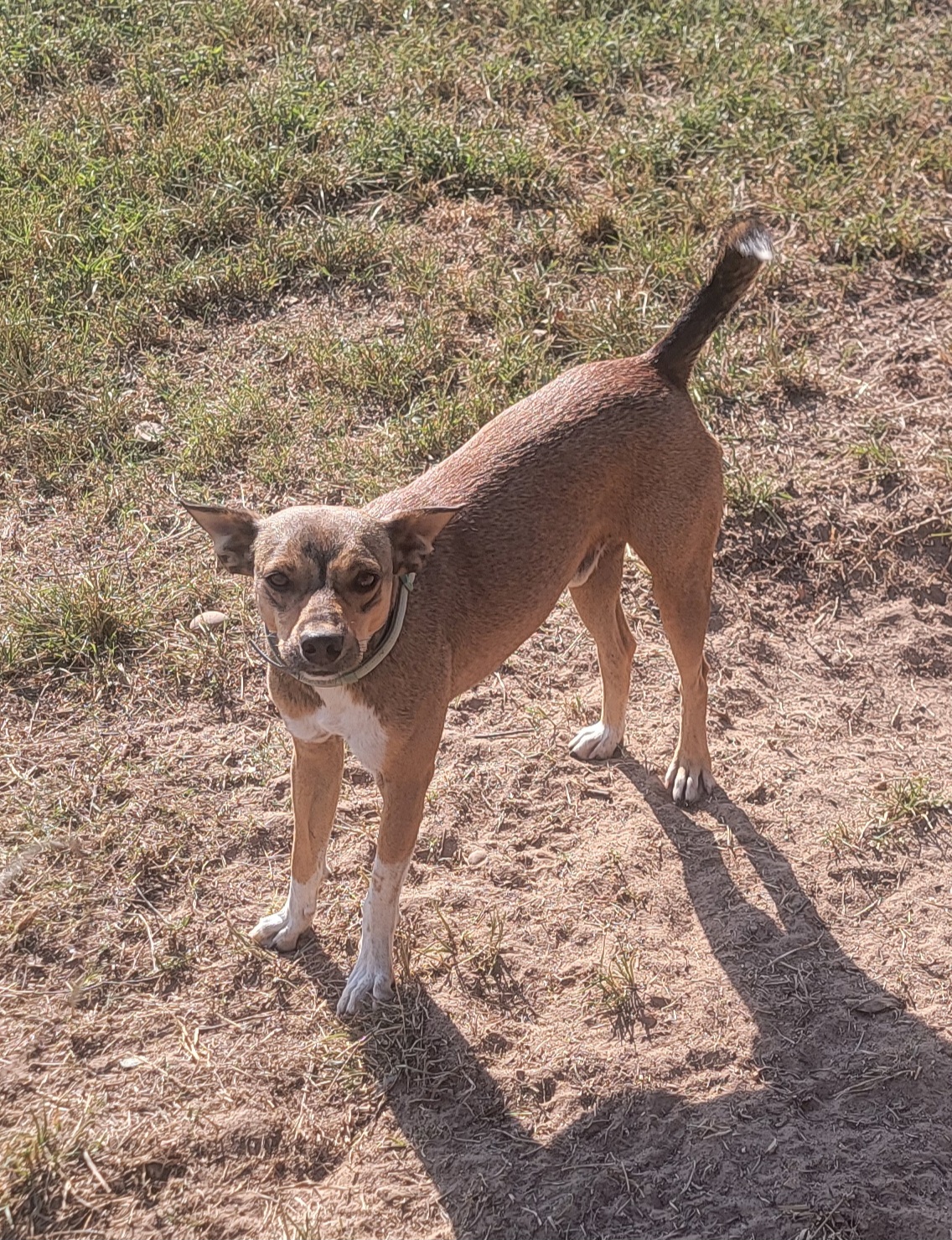 Patrick, Adoptable, Adult Male Beagle & Cocker Spaniel.