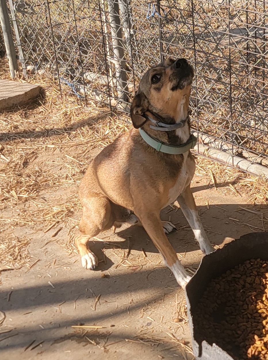 Patrick, a Adoptable mixed breed in Van Alstyne, TX image 5/6