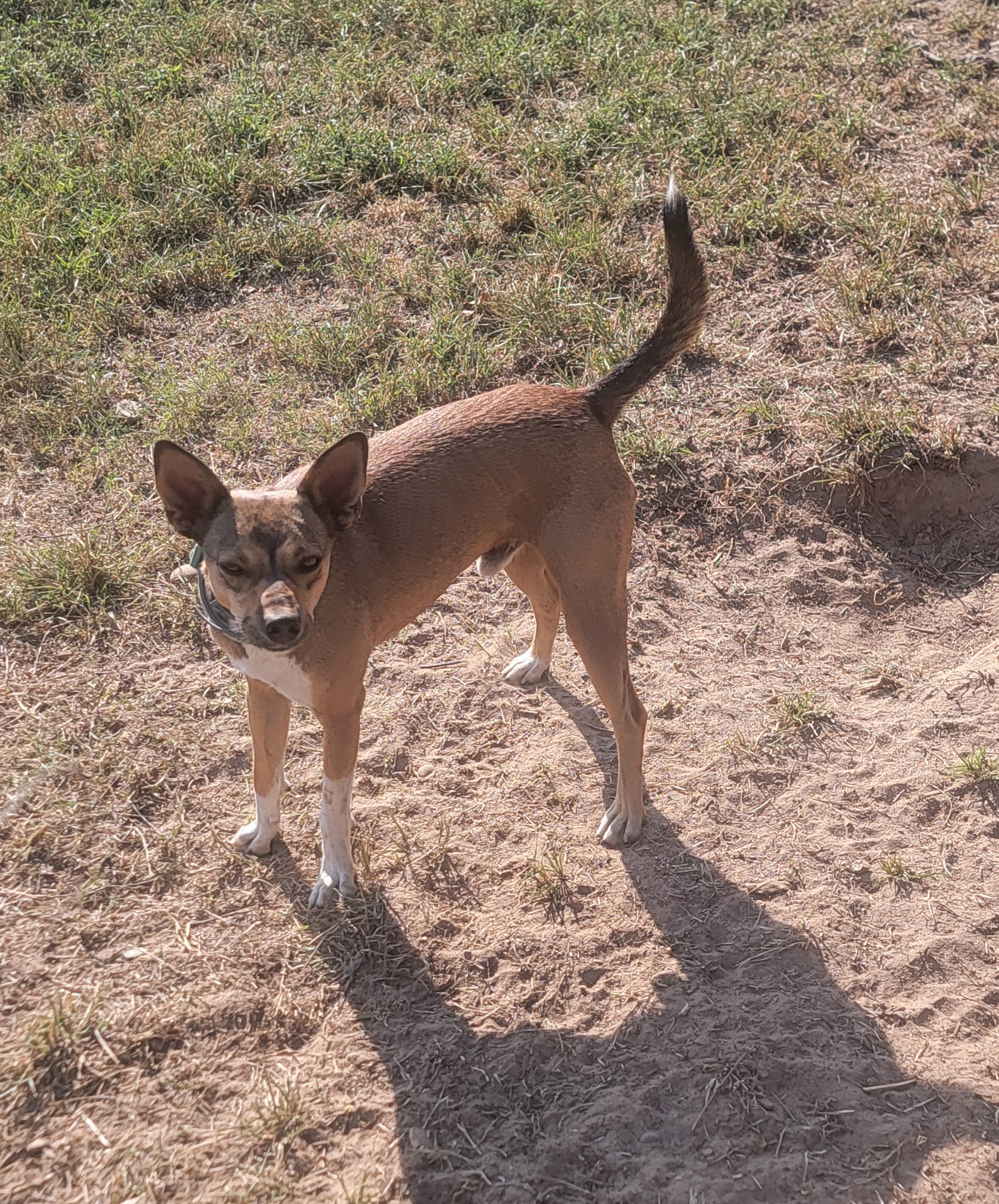 Patrick, a Adoptable mixed breed in Van Alstyne, TX image 4/6