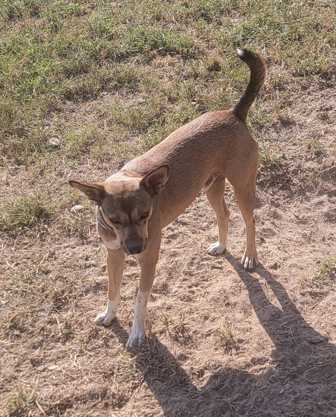 Patrick, a Adoptable mixed breed in Van Alstyne, TX image 3/6