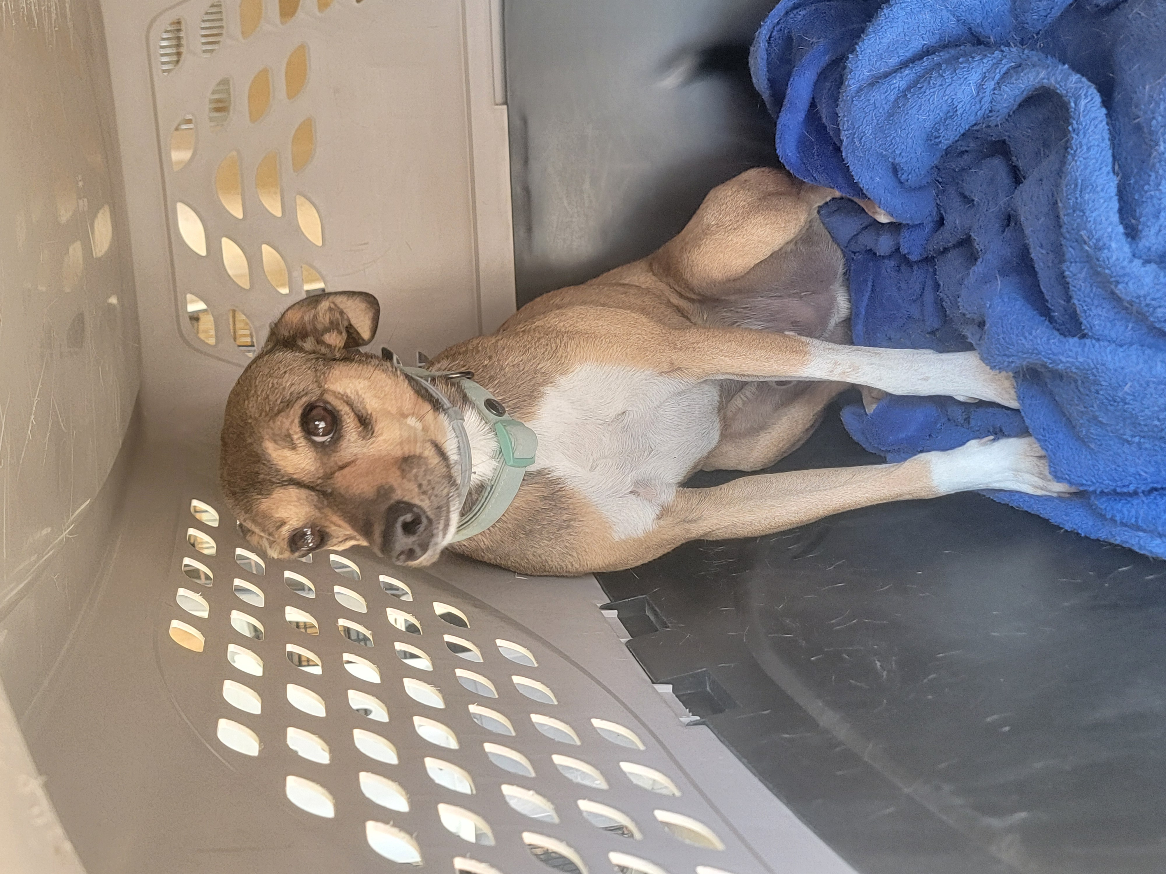 Patrick, a Adoptable mixed breed in Van Alstyne, TX image 6/6