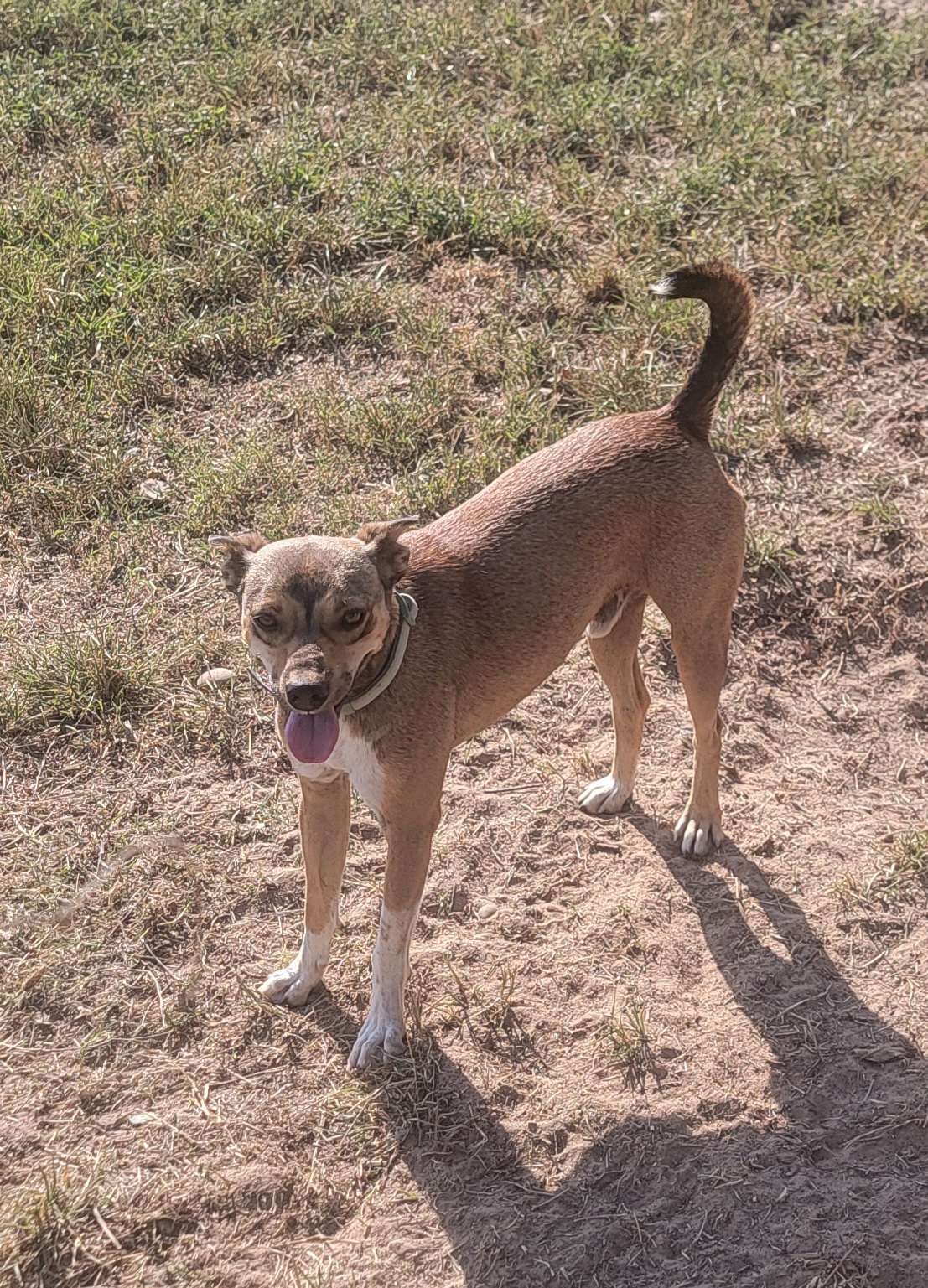 Patrick, a Adoptable mixed breed in Van Alstyne, TX image 2/6