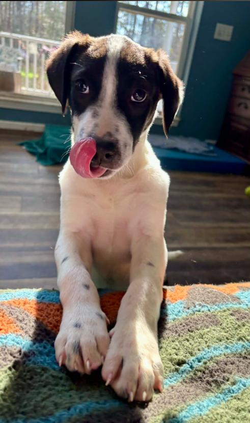 Enlarge Roady, a ADOPTABLE mixed breed in Eutawville, SC image 5/5