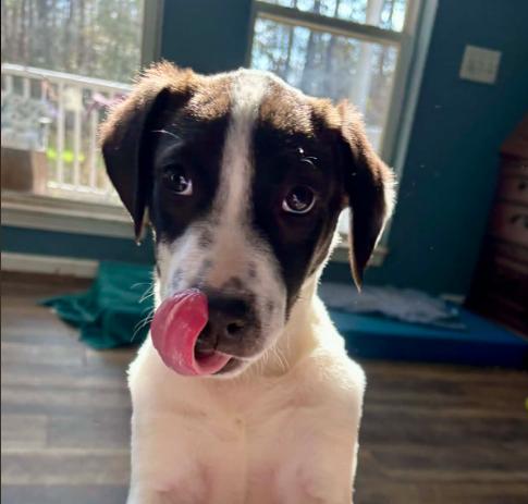 Roady, ADOPTABLE, Puppy Male Mixed Breed.