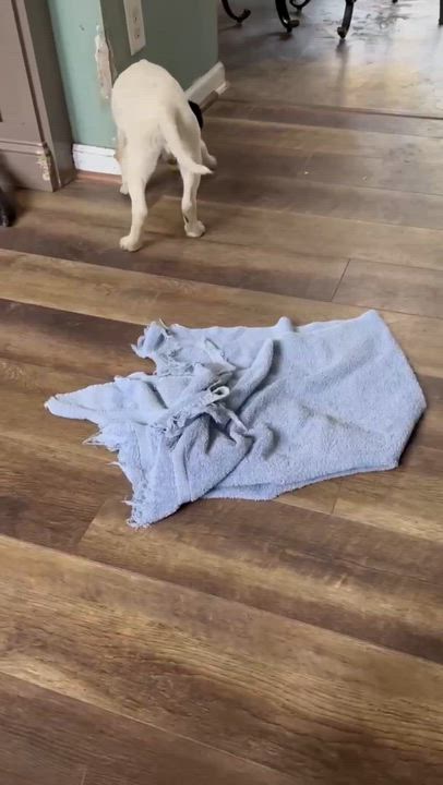 Enlarge Roady, a ADOPTABLE mixed breed in Eutawville, SC video 2/5