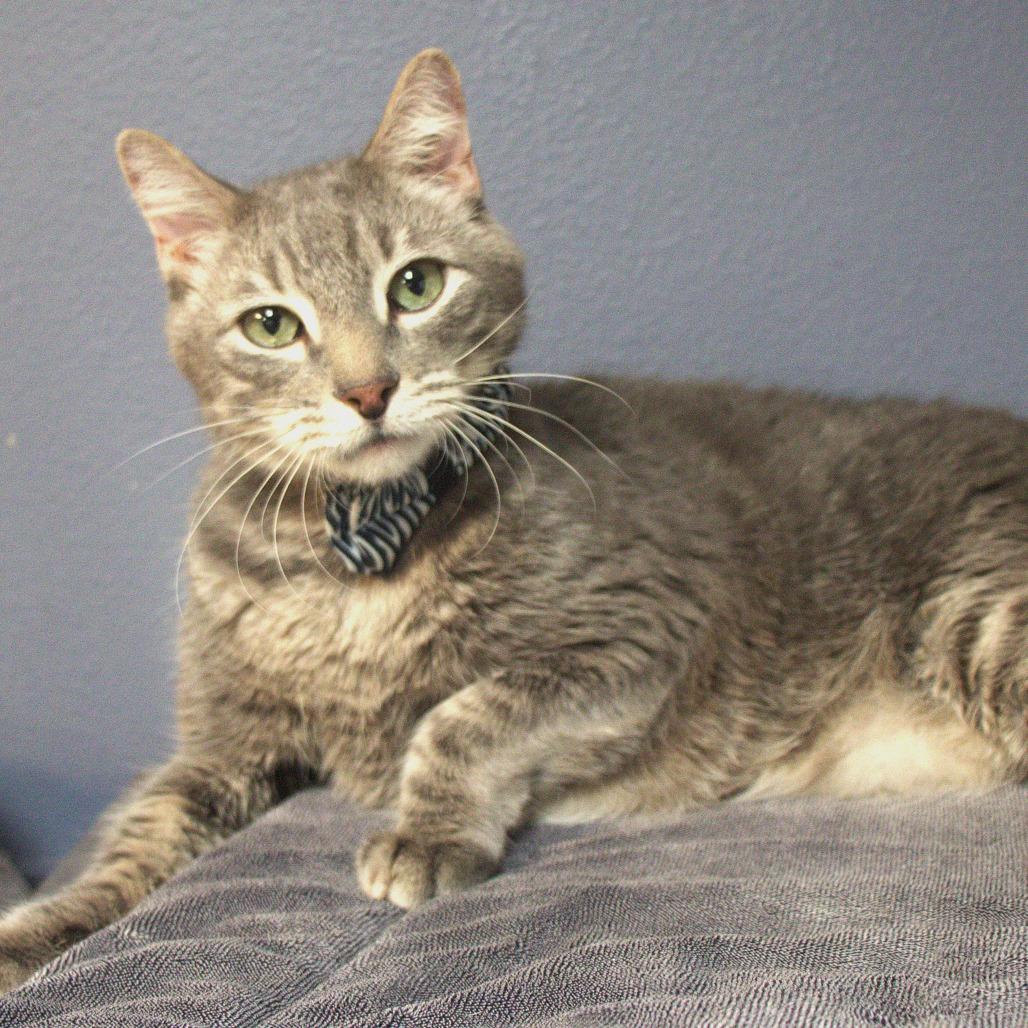 Magnus — thumbnail 2