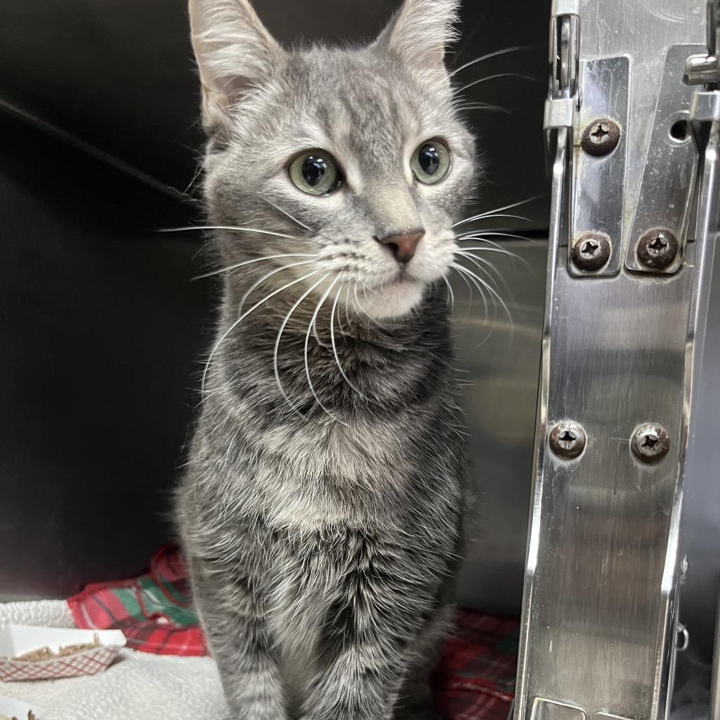 Magnus — thumbnail 3