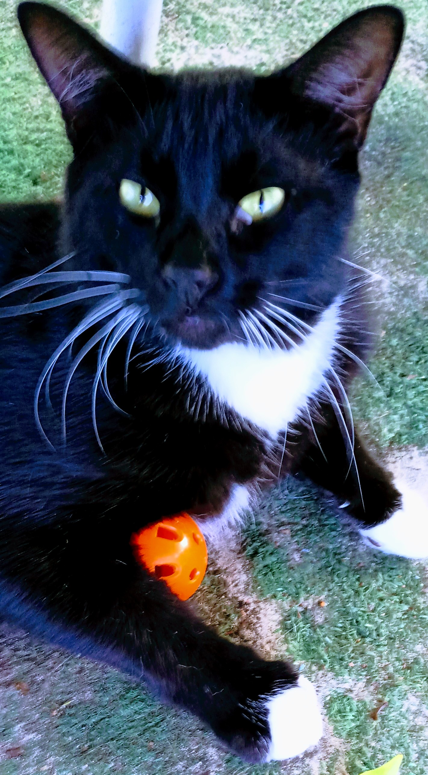 Whiskey, Adoptable, Adult Male Domestic Short Hair.