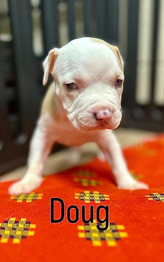 Enlarge Doug, a Adoptable mixed breed in Princeton, MA image 3/5