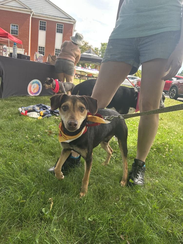 Enlarge Sherman, a Adoptable mixed breed in harrison city, PA image 1/6