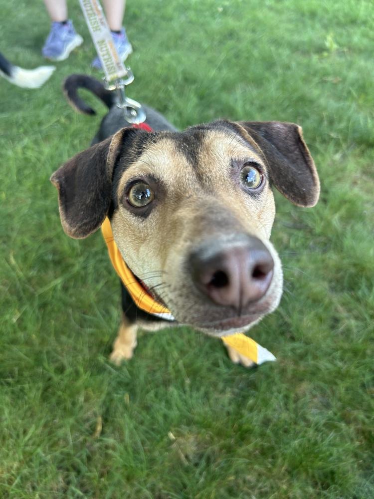 Enlarge Sherman, a Adoptable mixed breed in harrison city, PA image 3/6
