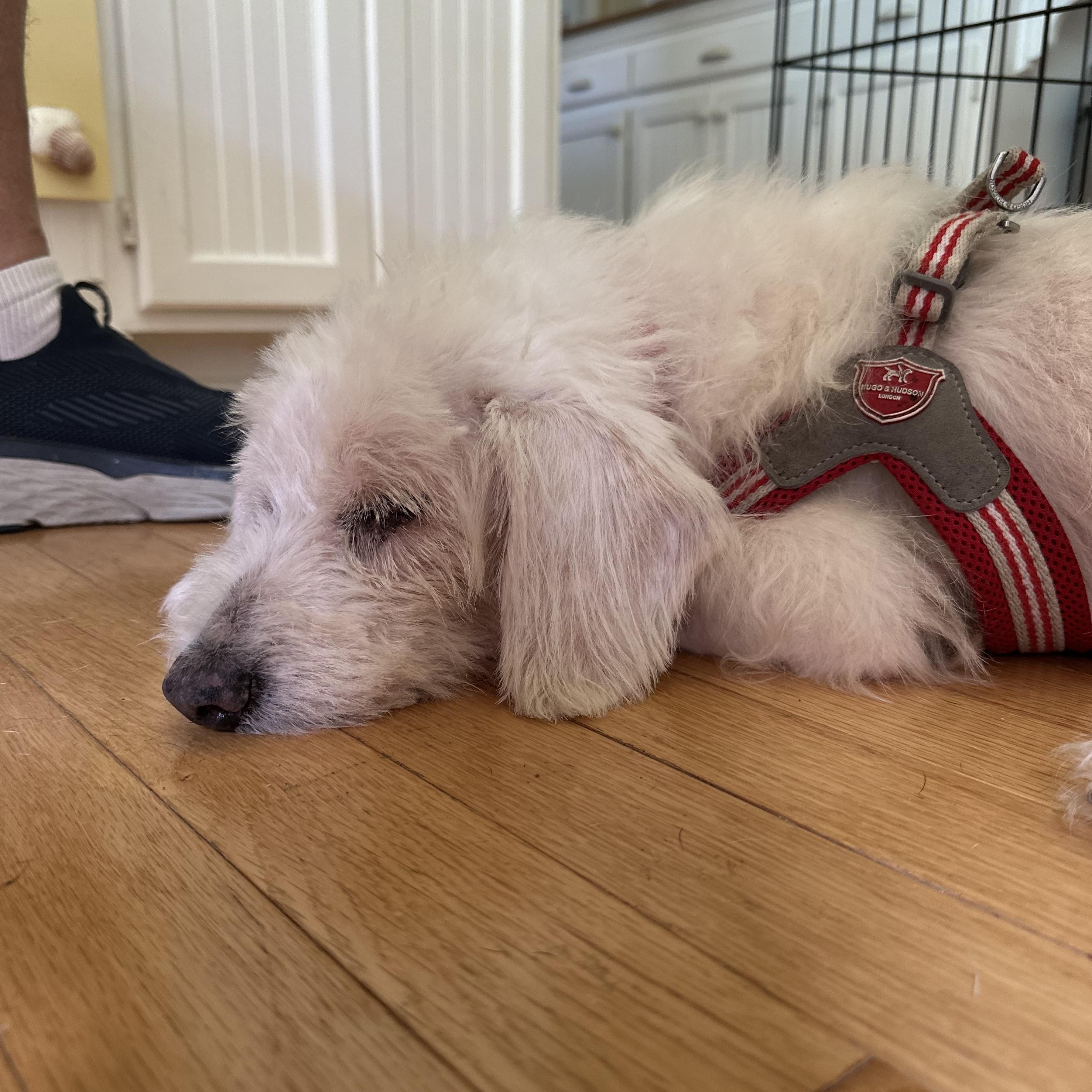 Enlarge Sedrick, a Adoptable mixed breed in Spring, TX image 5/5