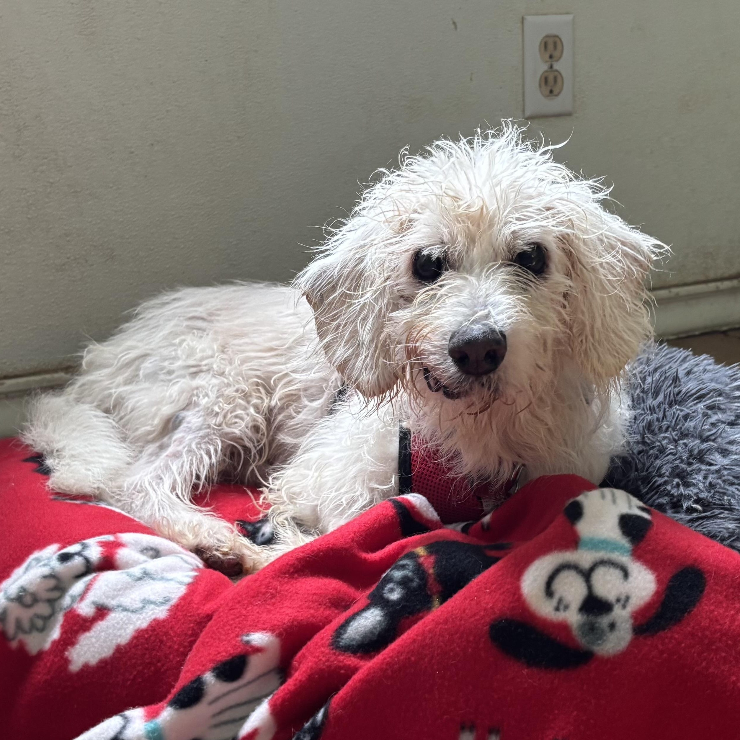 Enlarge Sedrick, a Adoptable mixed breed in Spring, TX image 1/5