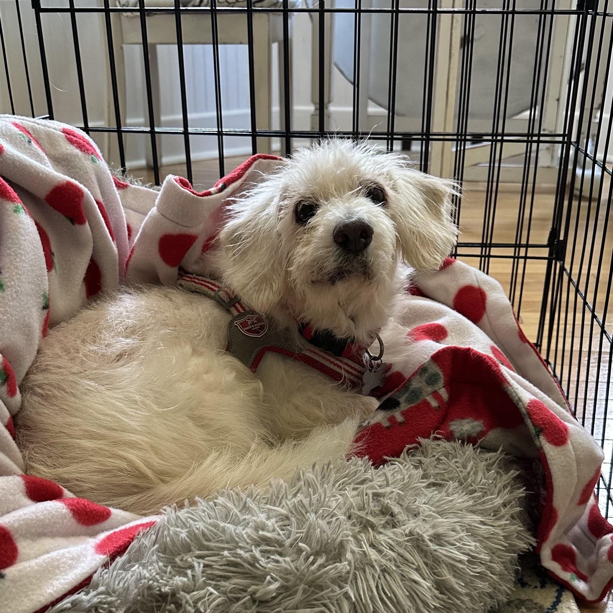 Enlarge Sedrick, a Adoptable mixed breed in Spring, TX image 2/5