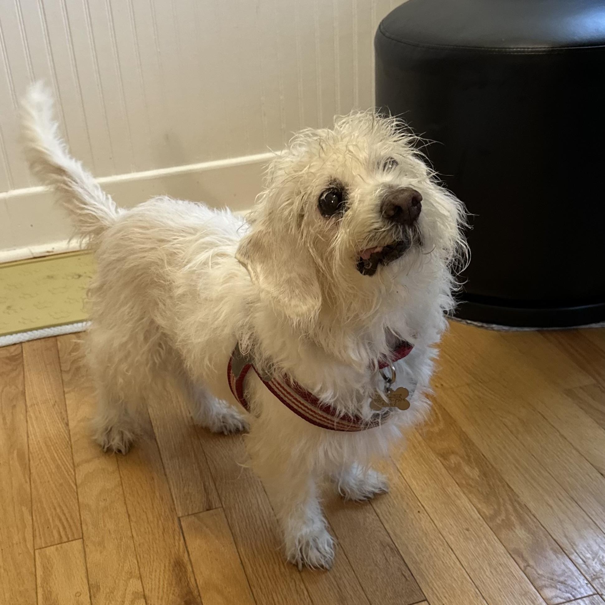 Enlarge Sedrick, a Adoptable mixed breed in Spring, TX image 1/6