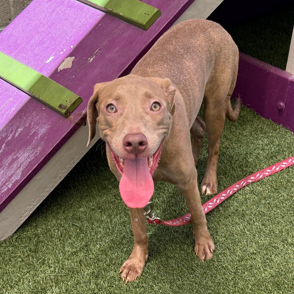 Enlarge Cami, a Adoptable Pit Bull Terrier in Los Angeles, CA image 1/1