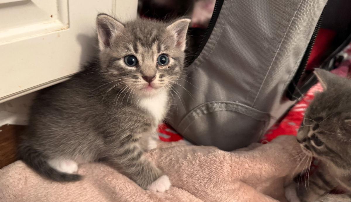 Austin, Adopted, Kitten Male Domestic Short Hair & Tabby.