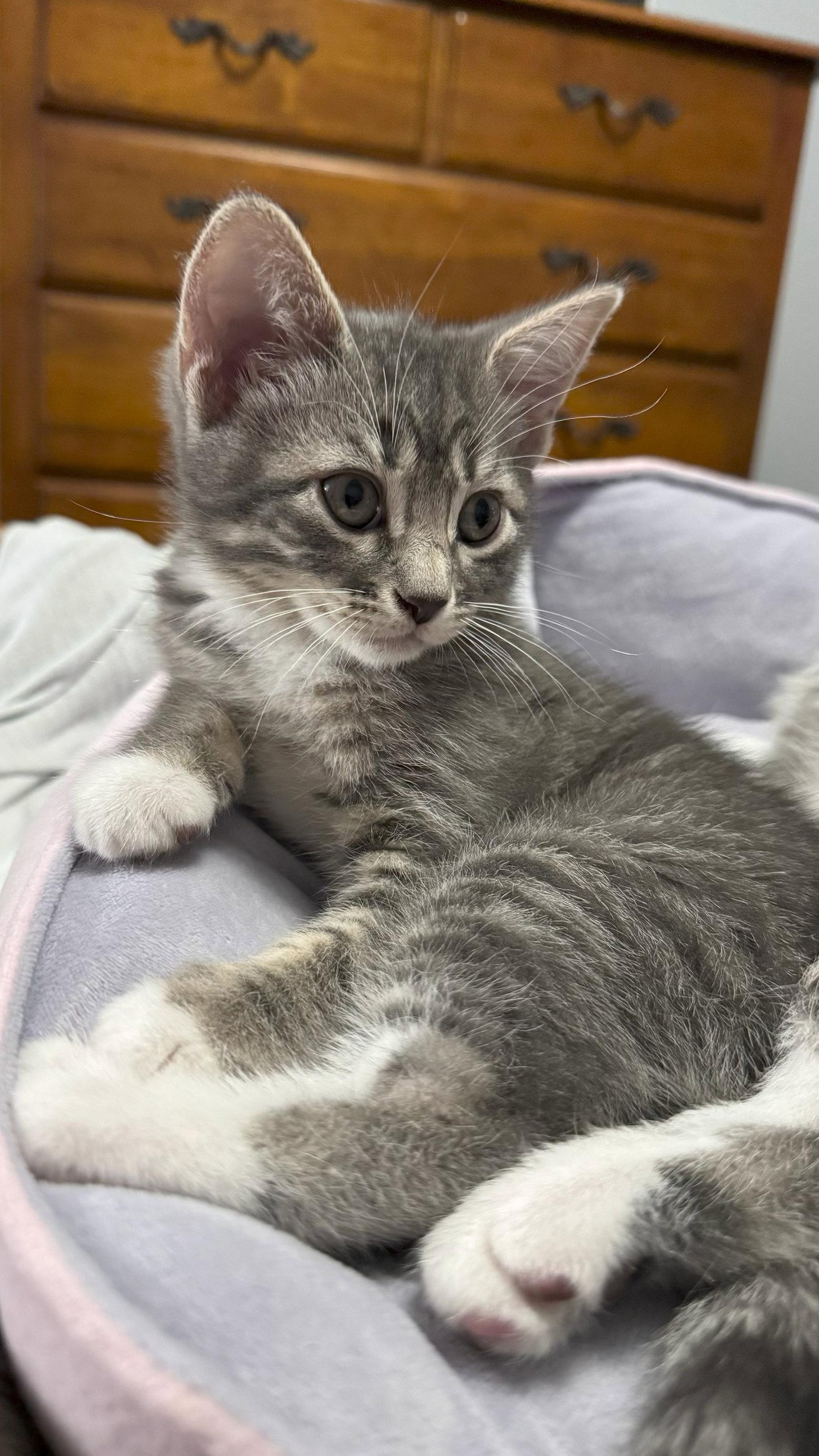 Austin, a Adopted mixed breed in Frisco, TX image 2/3