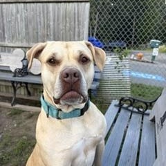 Enlarge Maisie, a Adopted mixed breed in Taunton, MA image 3/5
