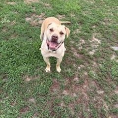Maisie, a ADOPTABLE mixed breed in Taunton, MA image 5/5