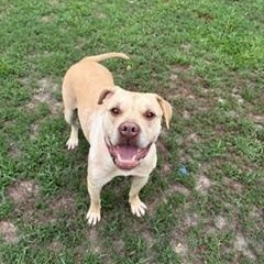 Maisie, a ADOPTABLE mixed breed in Taunton, MA image 4/5