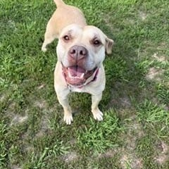 Maisie, a ADOPTABLE mixed breed in Taunton, MA image 2/5