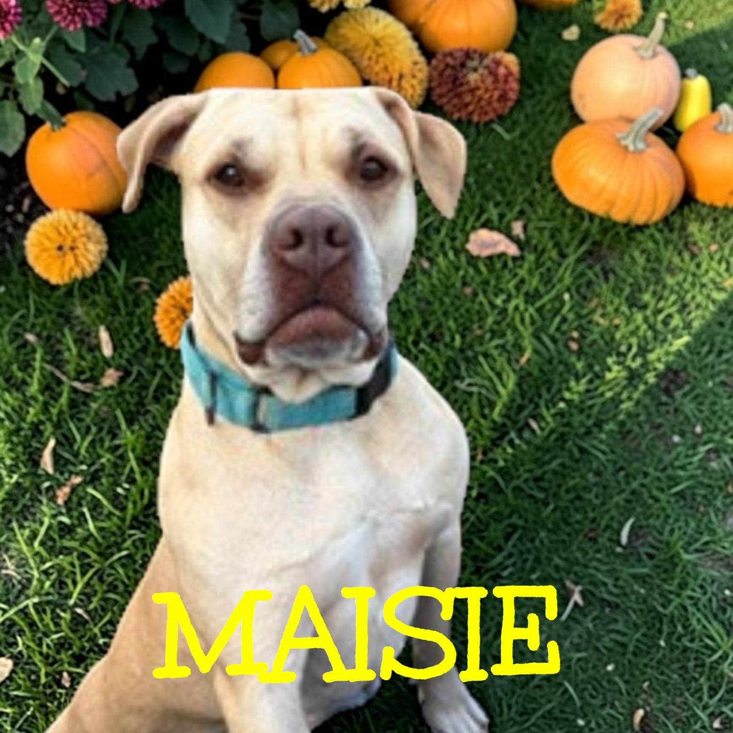 Enlarge Maisie, a Adopted mixed breed in Taunton, MA image 1/5