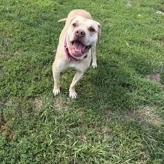 Maisie, a ADOPTABLE mixed breed in Taunton, MA image 3/5