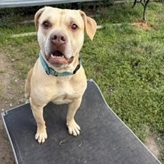 Enlarge Maisie, a Adopted mixed breed in Taunton, MA image 2/5