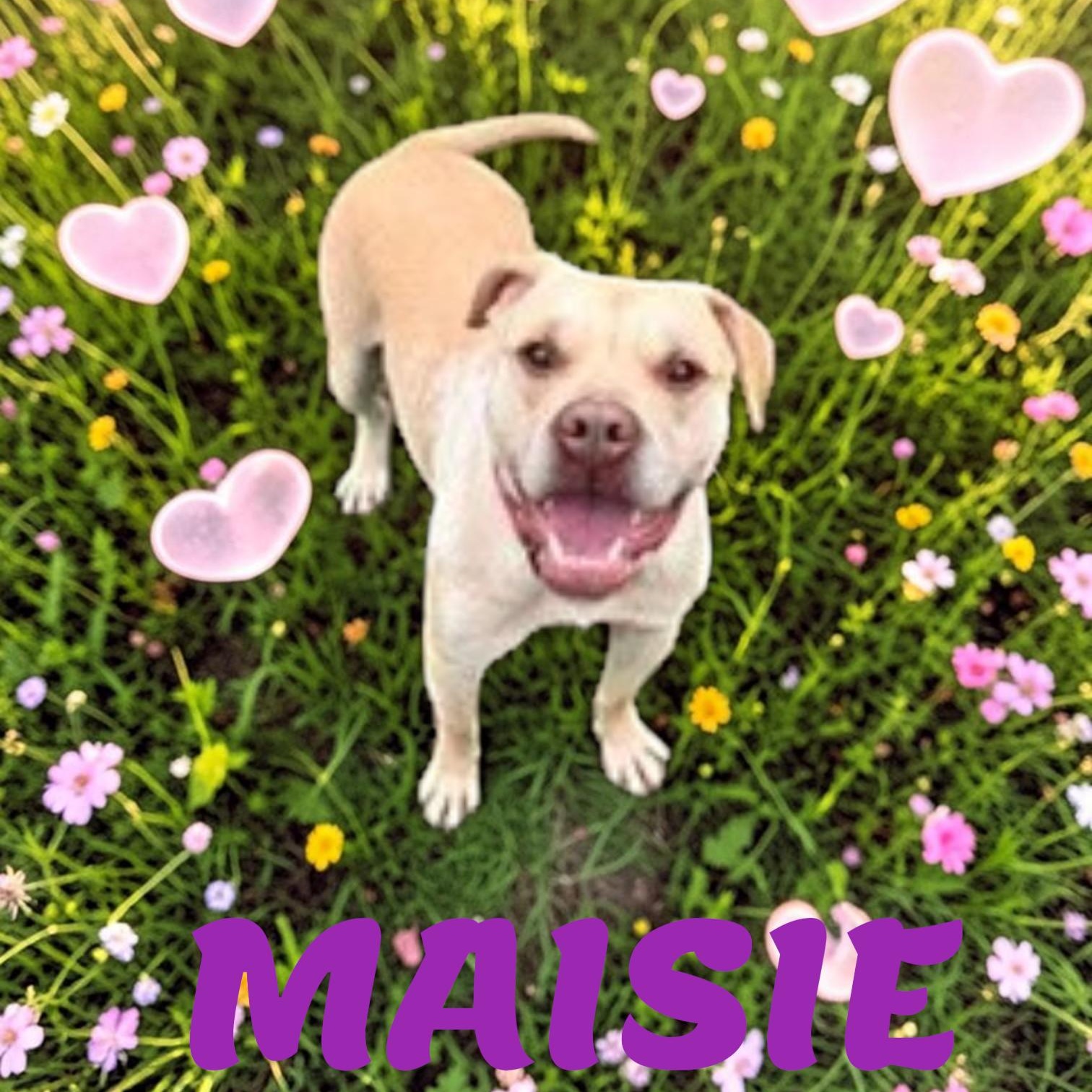 Maisie, ADOPTABLE, Adult Female Labrador Retriever.