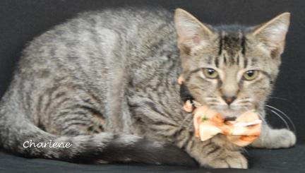 Mittens, a Adoptable Tabby in Newland, NC image 1/2