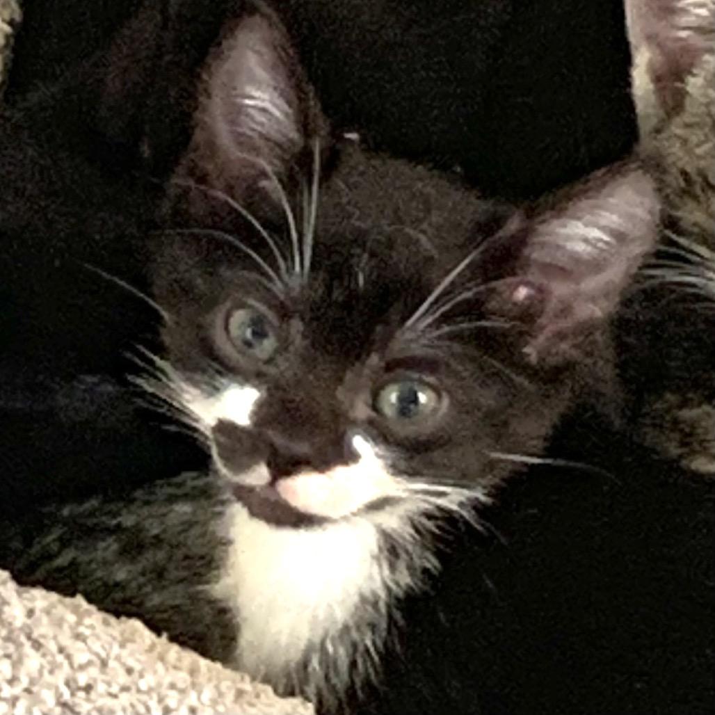 Enlarge Enoki, a Adoptable Domestic Short Hair in Hudson, NY image 1/1