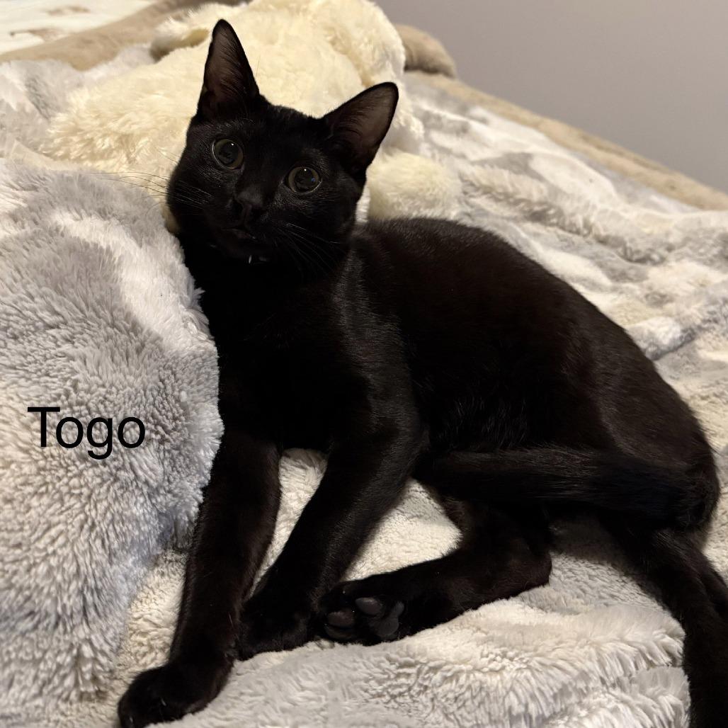 Togo Mouri, Adoptable, Young Male Domestic Short Hair.