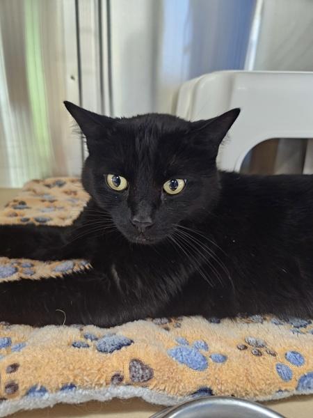 Smokey, Adoptable, Adult Male Domestic Short Hair.