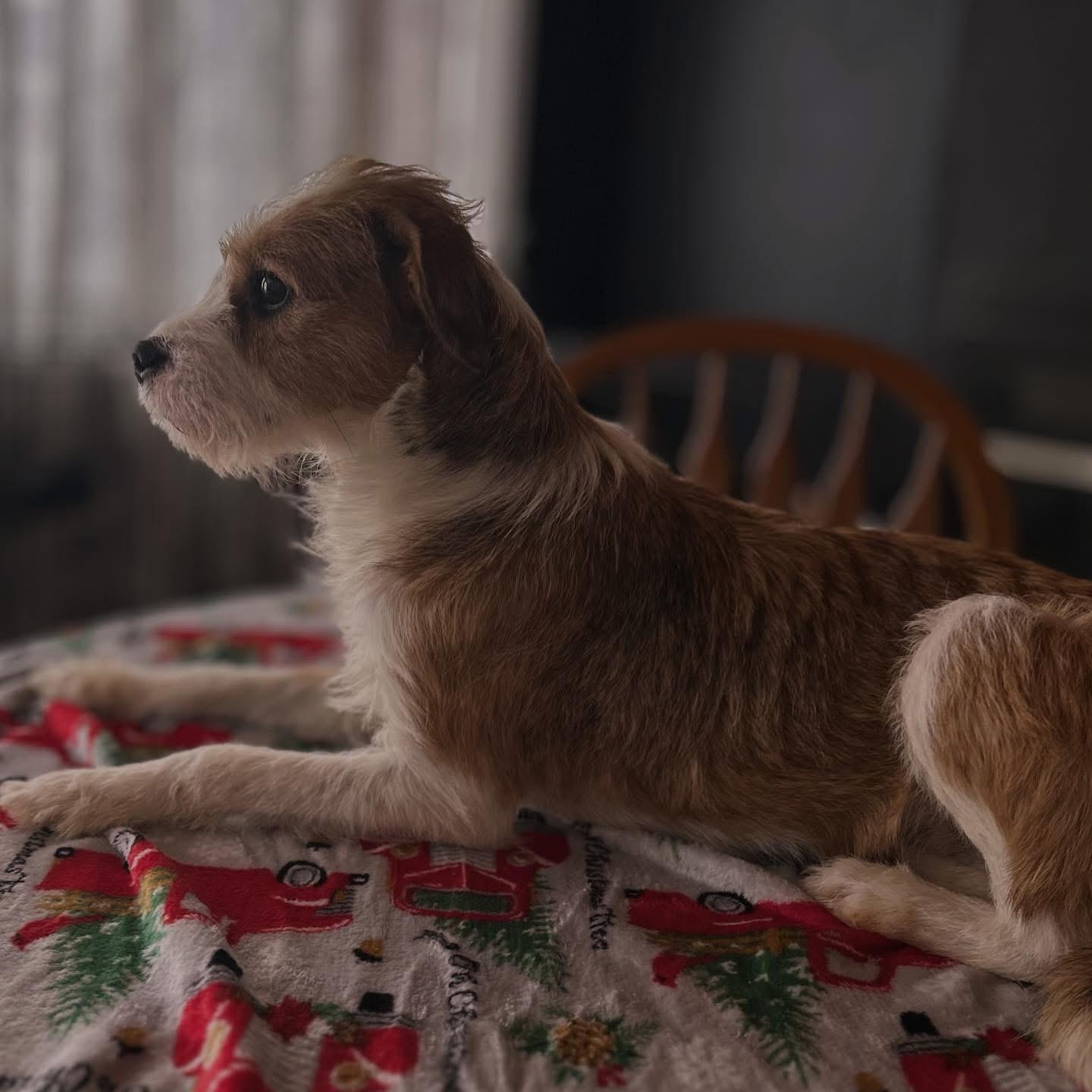 Enlarge Sissy , a ADOPTABLE mixed breed in West Falls, NY image 2/4