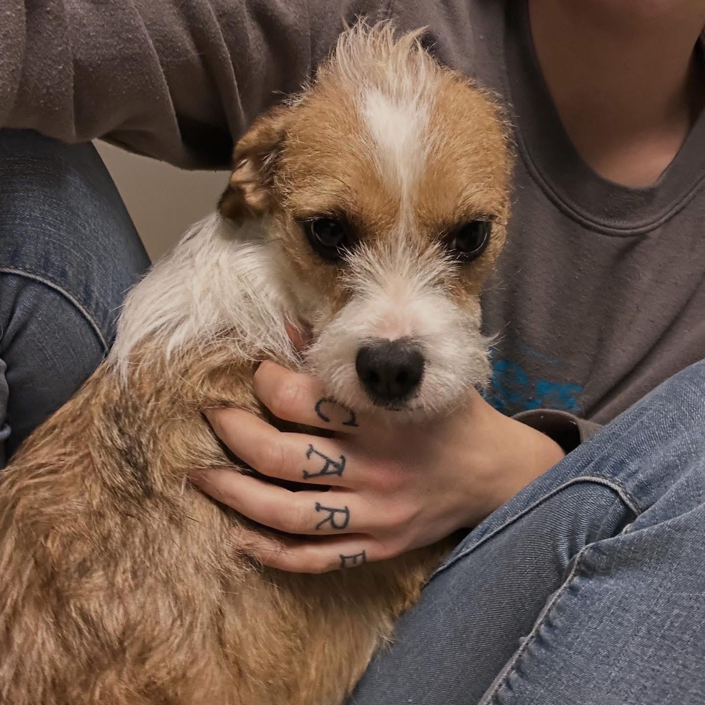 Enlarge Sissy , a ADOPTABLE mixed breed in West Falls, NY image 3/4