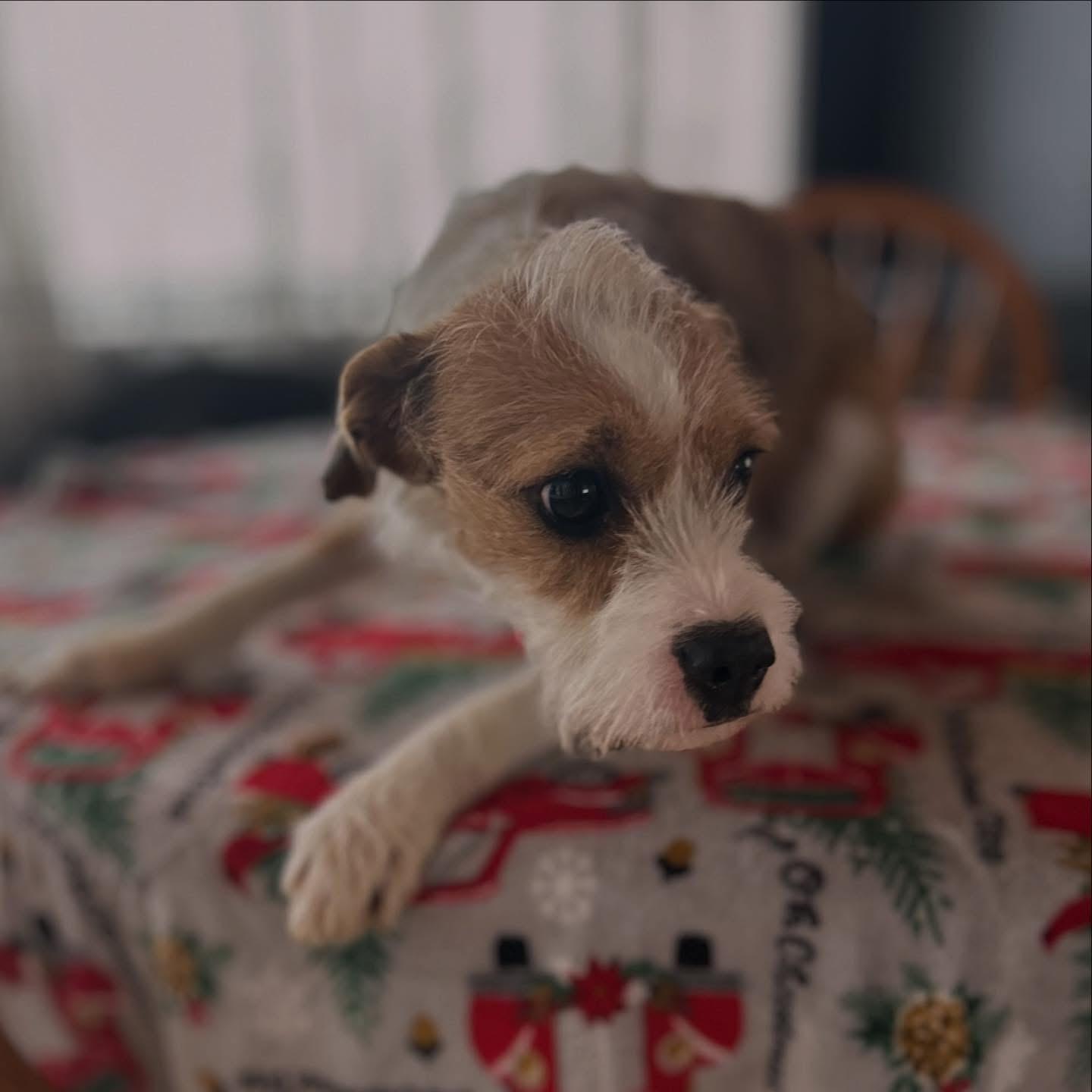 Enlarge Sissy , a ADOPTABLE mixed breed in West Falls, NY image 4/4