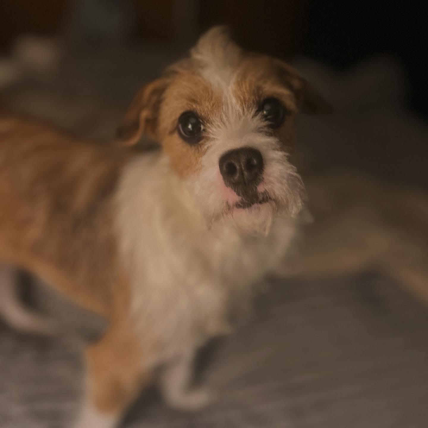 Enlarge Sissy , a ADOPTABLE mixed breed in West Falls, NY image 1/4