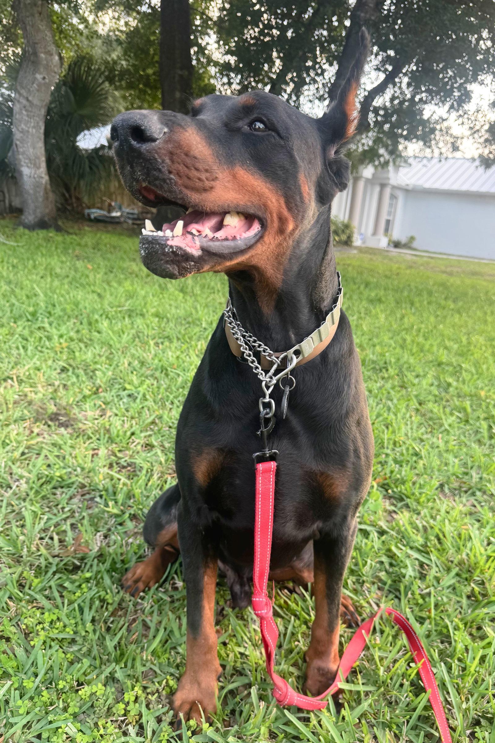 Dallas 3555, Adoptable, Adult Male Doberman Pinscher.
