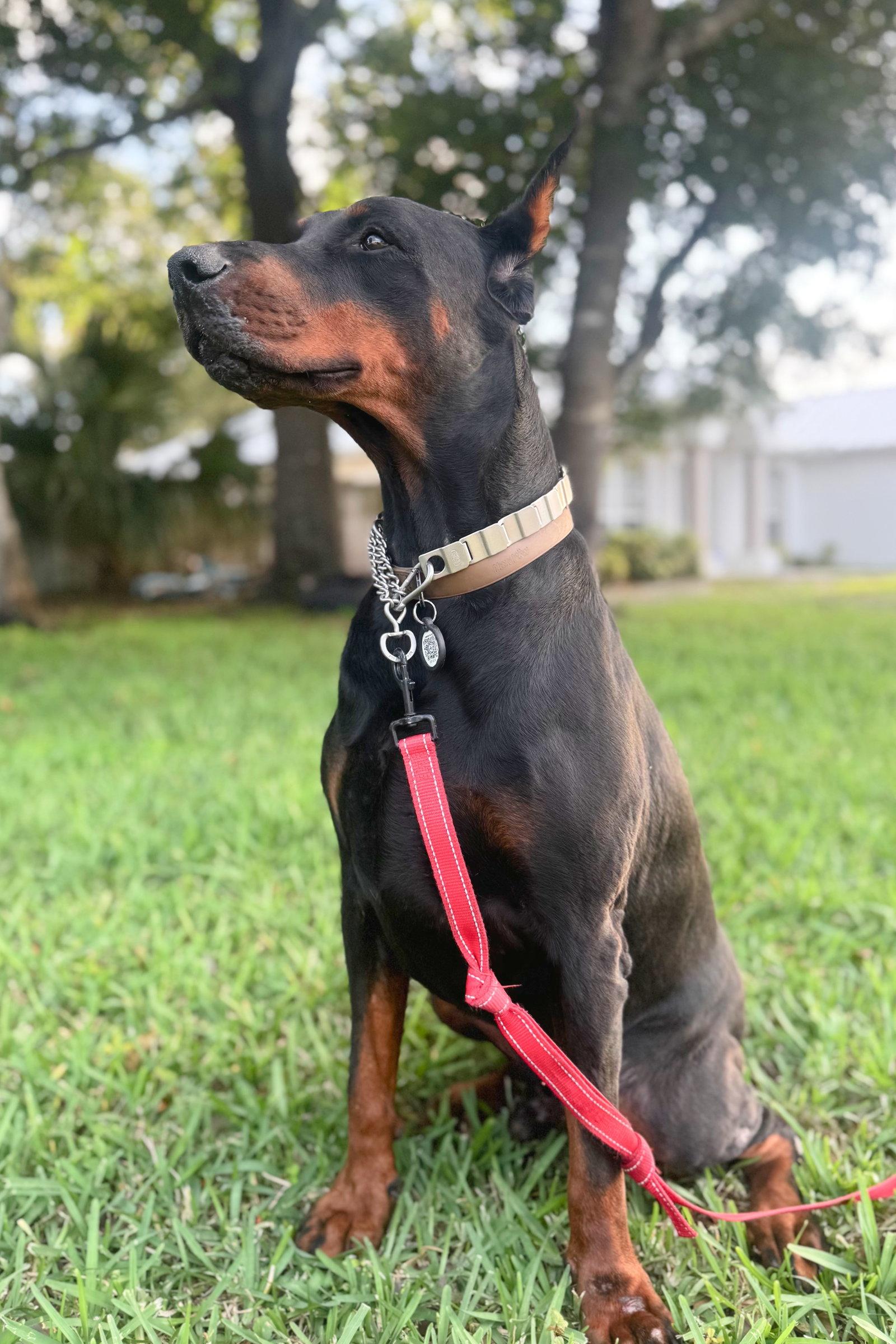 Enlarge Dallas 3555, a Adoptable Doberman Pinscher in Oakland Park, FL image 2/3
