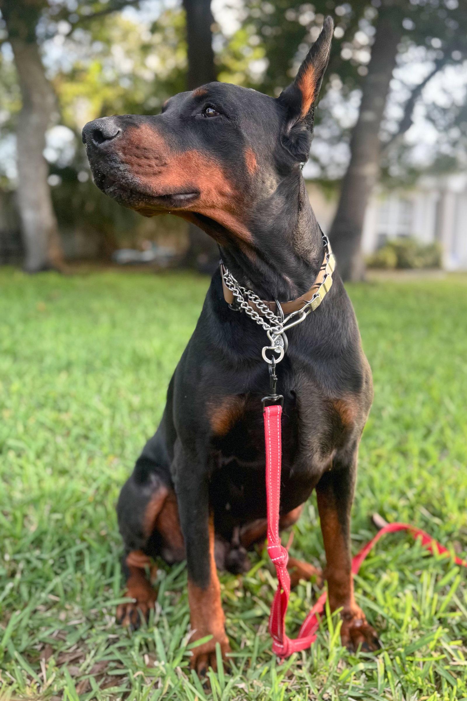 Enlarge Dallas 3555, a Adoptable Doberman Pinscher in Oakland Park, FL image 3/3