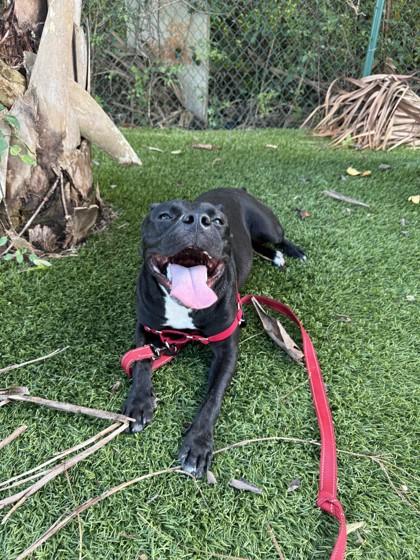 Gia, Adoptable, Adult Female American Bulldog & Mixed Breed.