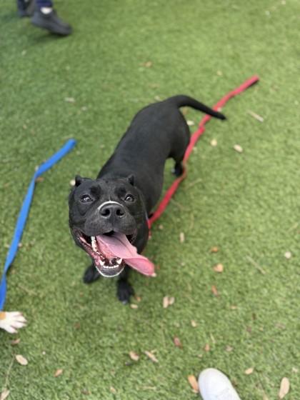 Enlarge Gia, a Adoptable mixed breed in North Miami Beach, FL image 2/3