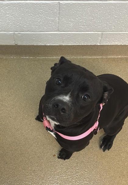 Enlarge Gia, a Adoptable mixed breed in North Miami Beach, FL image 1/3