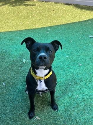 Enlarge Gia, a Adoptable mixed breed in North Miami Beach, FL image 2/3