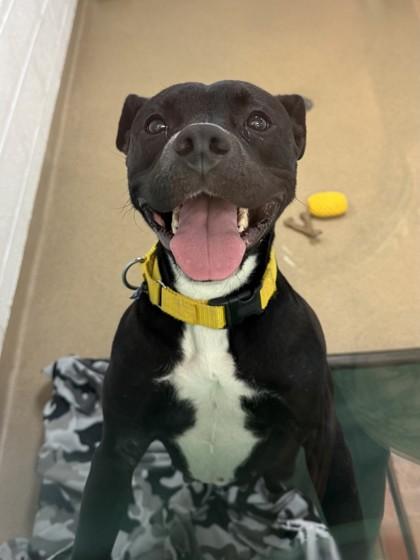 Enlarge Gia, a Adoptable mixed breed in North Miami Beach, FL image 3/3