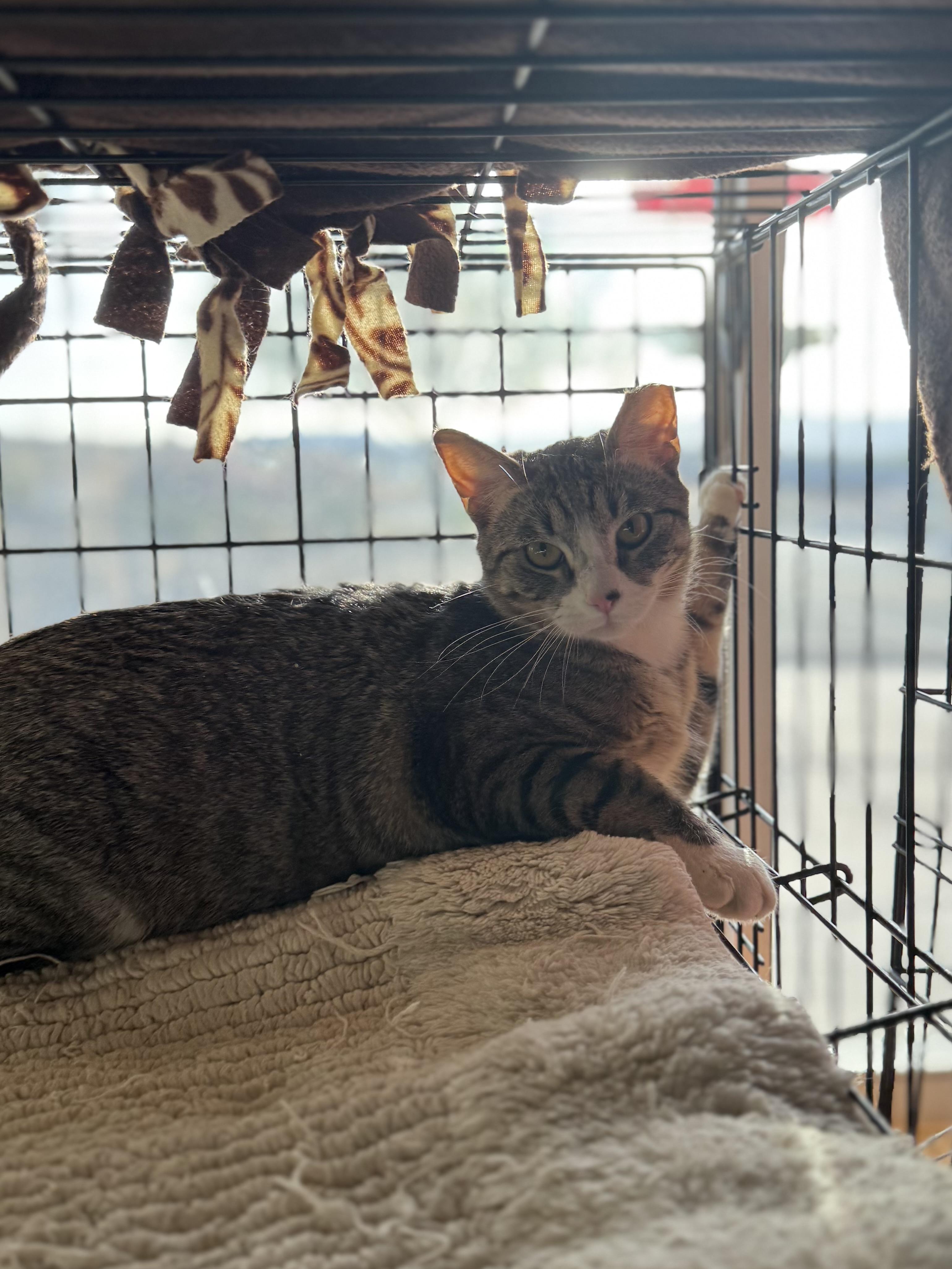 Tiger, Sylvester, Tiny, a ADOPTABLE Domestic Short Hair in Boulder City, NV image 2/5