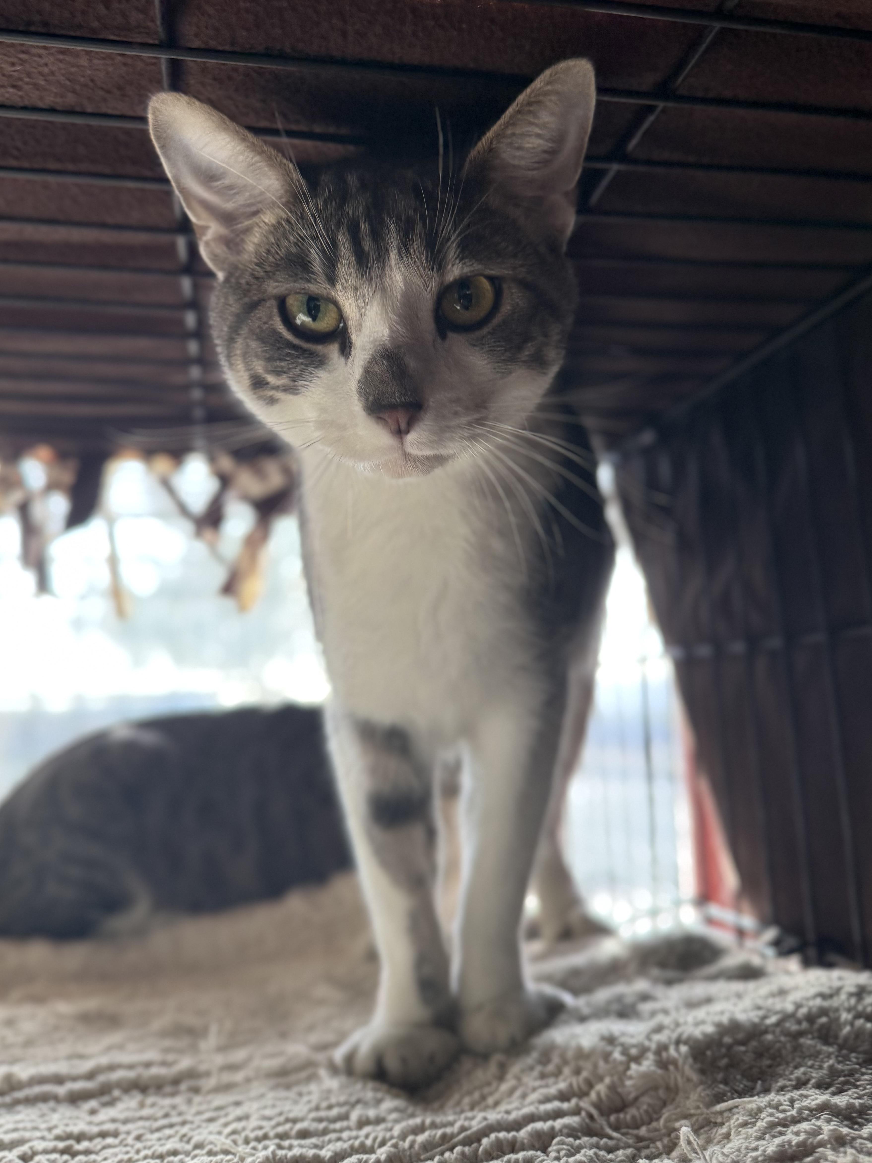 Tiger, Sylvester, Tiny, a ADOPTABLE Domestic Short Hair in Boulder City, NV image 3/5
