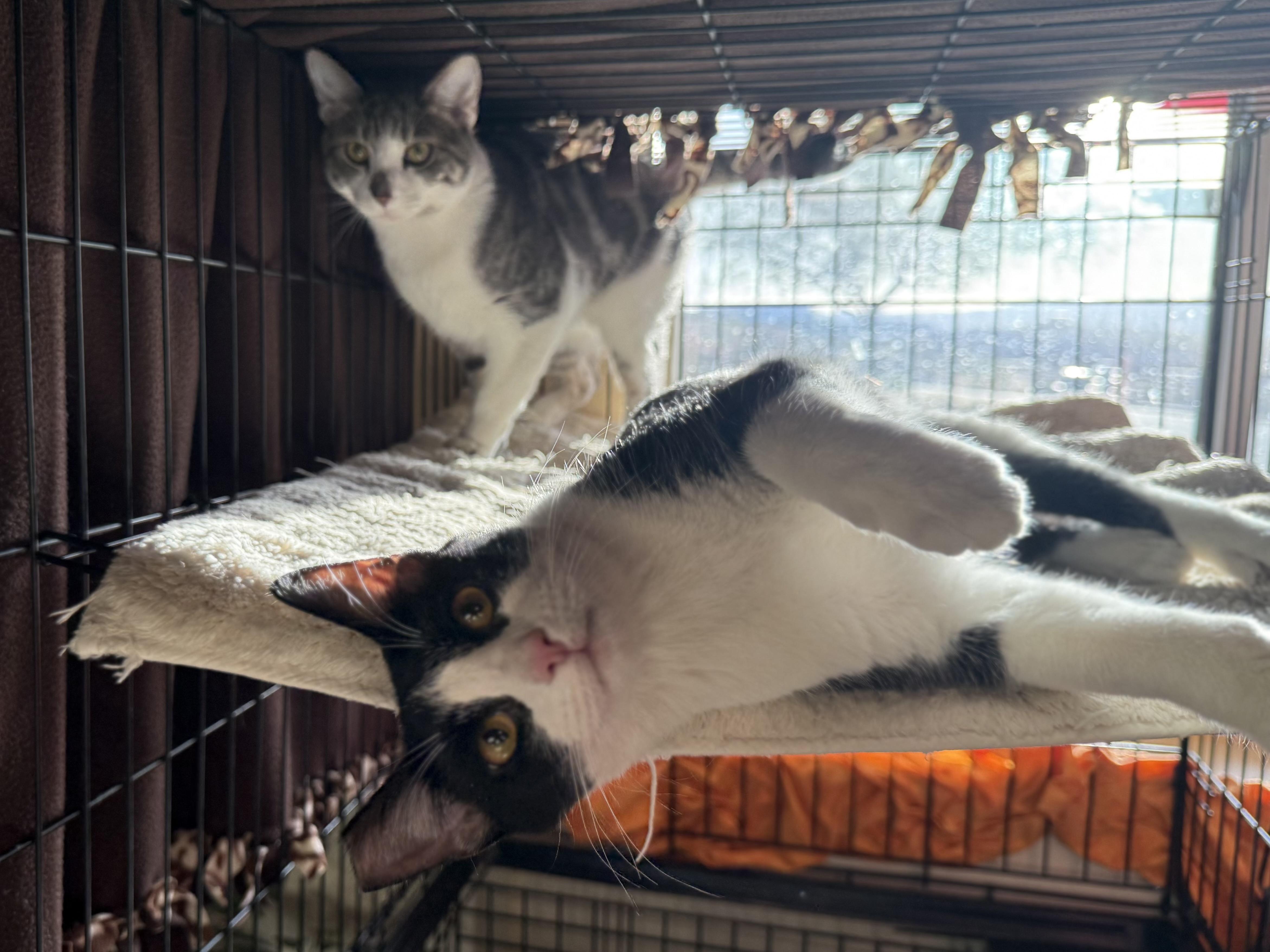 Tiger, Sylvester, Tiny, a ADOPTABLE Domestic Short Hair in Boulder City, NV image 5/5